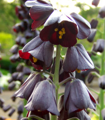Perský řebčík - Fritillaria persica - cibuloviny - 1 ks