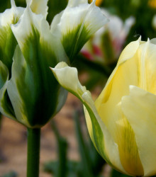 Tulipán Spring green - Tulipa - cibuloviny - 3 ks