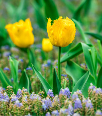 Tulipán Crispy Gold - Tulipa - cibuloviny - 3 ks