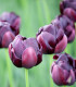 Tulipán Black Hero - Tulipa - cibuloviny - 3 ks