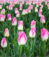 Tulipán Dynasty - Tulipa - cibuloviny - 3 ks