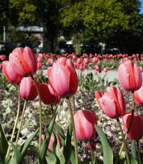 Tulipán Queenstown - Tulipa - cibuloviny - 3 ks