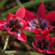 Tulipán Little Beauty – Tulipa – cibulky tulipánu