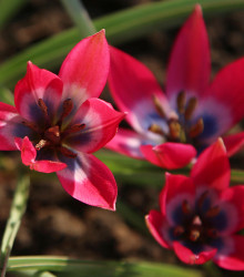 Tulipán Little Beauty - Tulipa - cibuloviny - 3 ks
