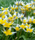 Tulipán pozdní Tarda - Tulipa tarda - cibuloviny - 3 ks