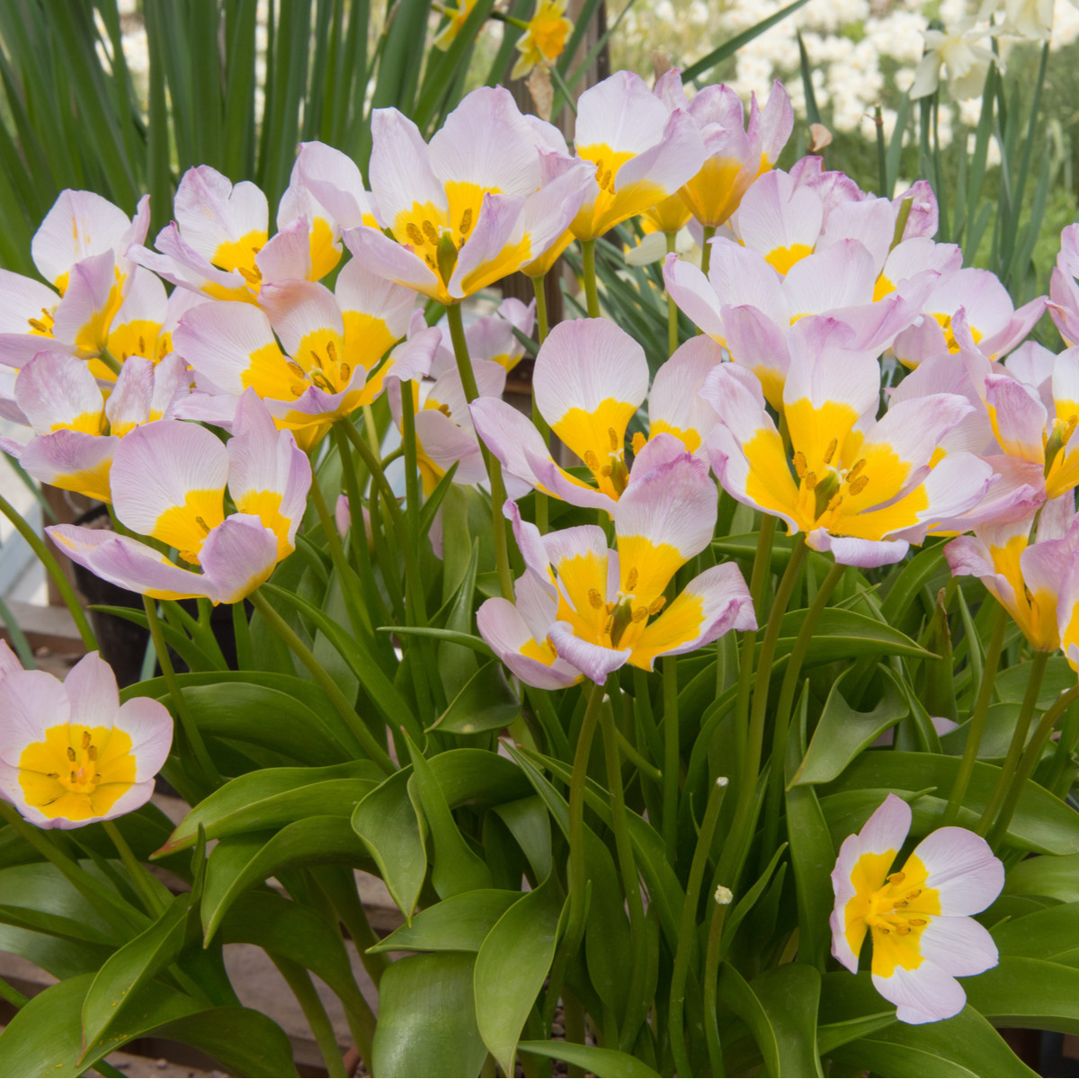 Tulipán Saxatilis - Bakerii Lilac Wonder - Tulipa - cibuloviny - 3 ks
