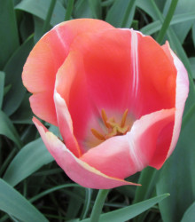 Tulipán Menton - Tulipa - cibuloviny - 3 ks