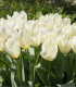 Tulipán White Purissima - Tulipa - cibuloviny - 3 ks