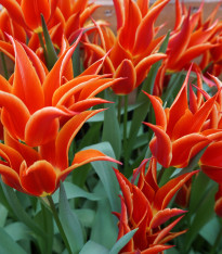 Tulipán Aladdin - Tulipa - cibuloviny - 3 ks