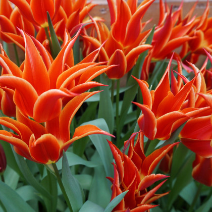 Červený tulipán Aladdin - cibuloviny - 3 Ks