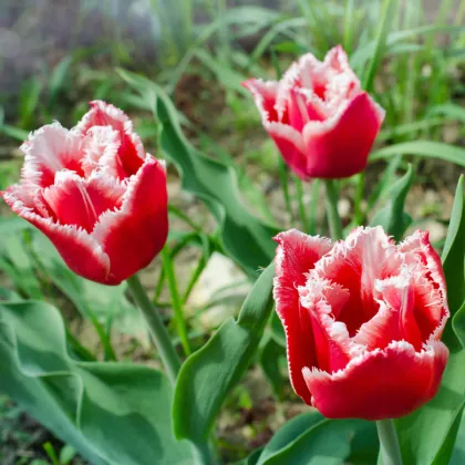 Tulipán Canasta - Tulipa - cibuloviny - 3 ks