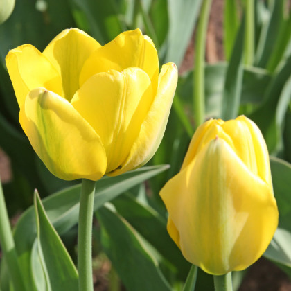 Tulipán Golden Apeldoorn - Tulipa - cibuloviny - 3 ks