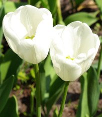 Tulipán Hakuun - Tulipa - cibuloviny - 3 ks