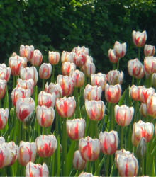 Tulipán Happy Generation - Tulipa - cibuloviny - 3 ks