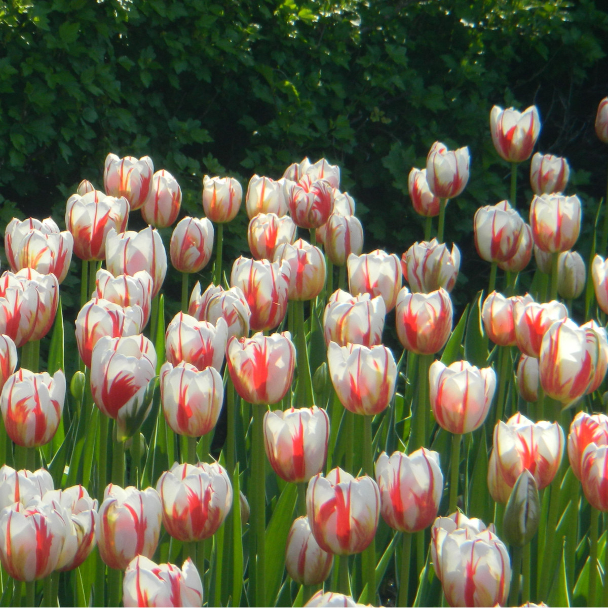 Tulipán Happy Generation - tulipány cibule - 3 ks
