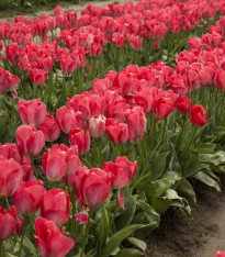 Tulipán Judith Leyster - Tulipa - cibuloviny - 3 ks