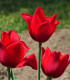 Tulipán Kingsblood - Tulipa - cibuloviny - 3 ks