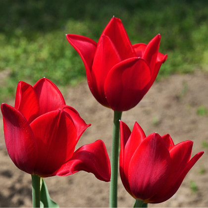 Tulipán Kingsblood - Tulipa - cibuloviny - 3 ks