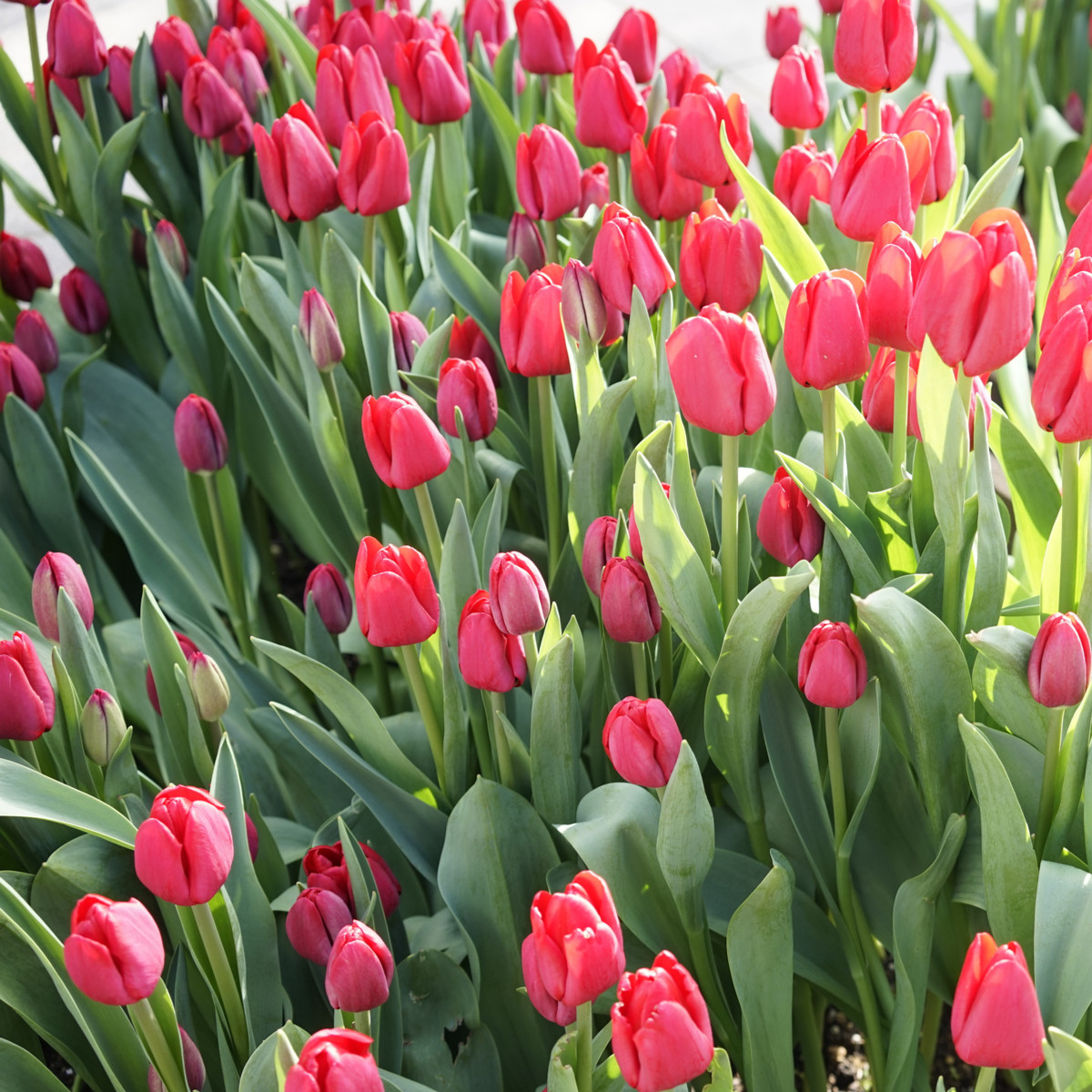 Tulipán Ile De France - Tulipa - cibuloviny - 3 ks