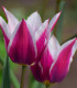 Tulipán Claudia - Tulipa - cibuloviny - 3 ks