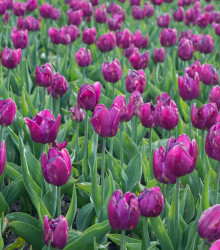 Tulipán Purple Flag - Tulipa - cibuloviny - 3 ks