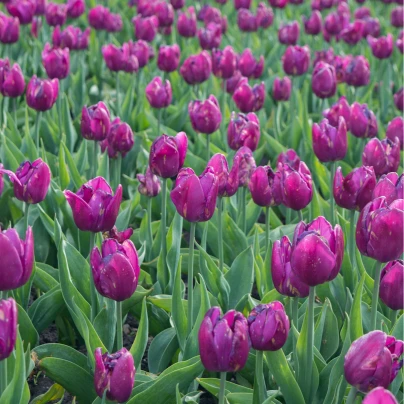 Tulipán Purple Flag - Tulipa - cibuloviny - 3 ks