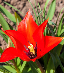 Tulipán Linifolia - Tulipa - cibuloviny - 3 ks
