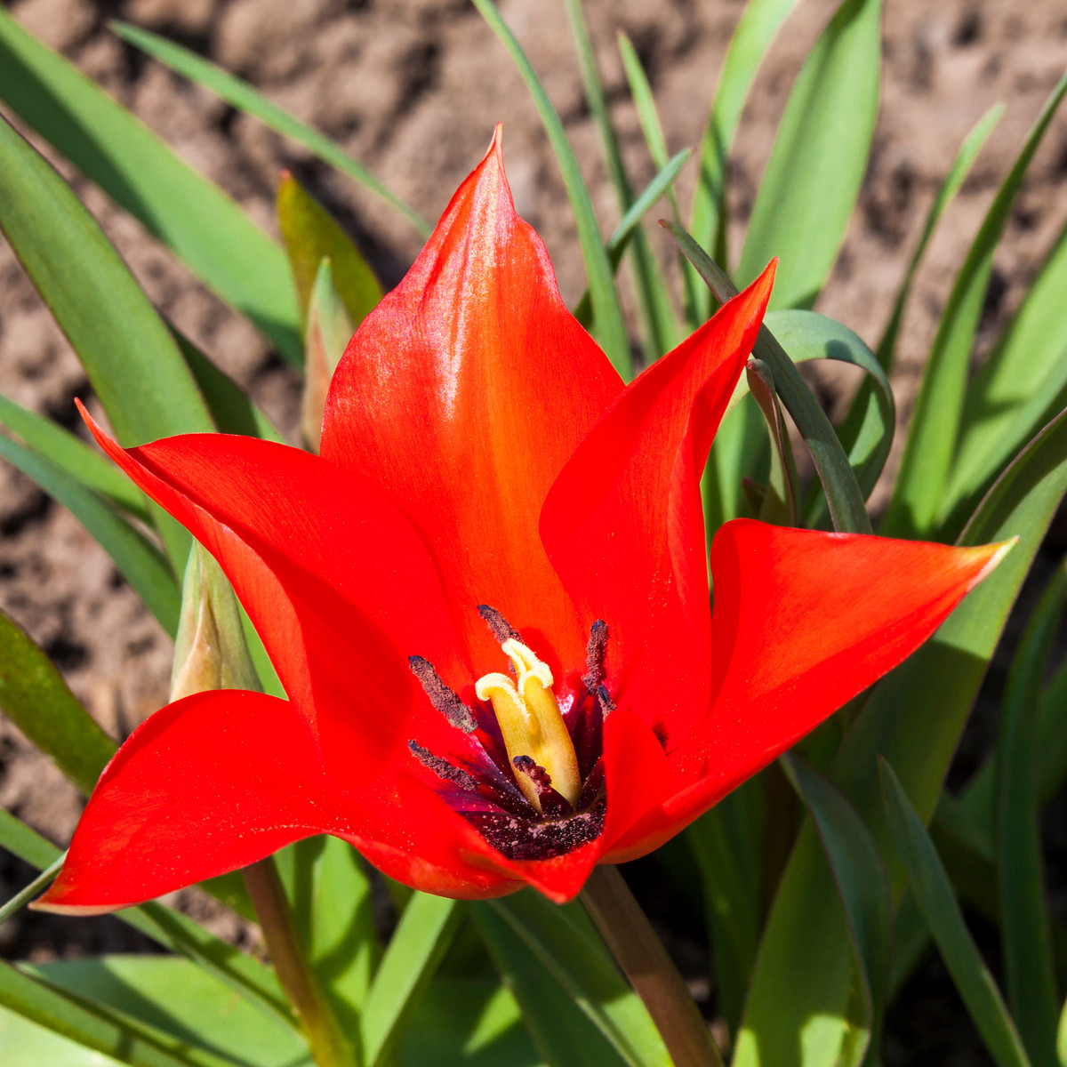 Tulipán Linifolia - Tulipa - cibuloviny - 3 ks