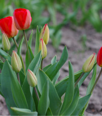 Tulipán Blood red - Tulipa - cibuloviny - 3 ks