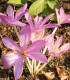 Ocún podzimní - Colchicum cilicicum - cibuloviny - 1 ks