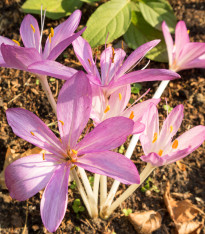 Ocún podzimní - Colchicum cilicicum - cibuloviny - 1 ks
