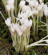 Ocún podzimní bílý - Colchicum autumnale album - cibuloviny - 1 ks