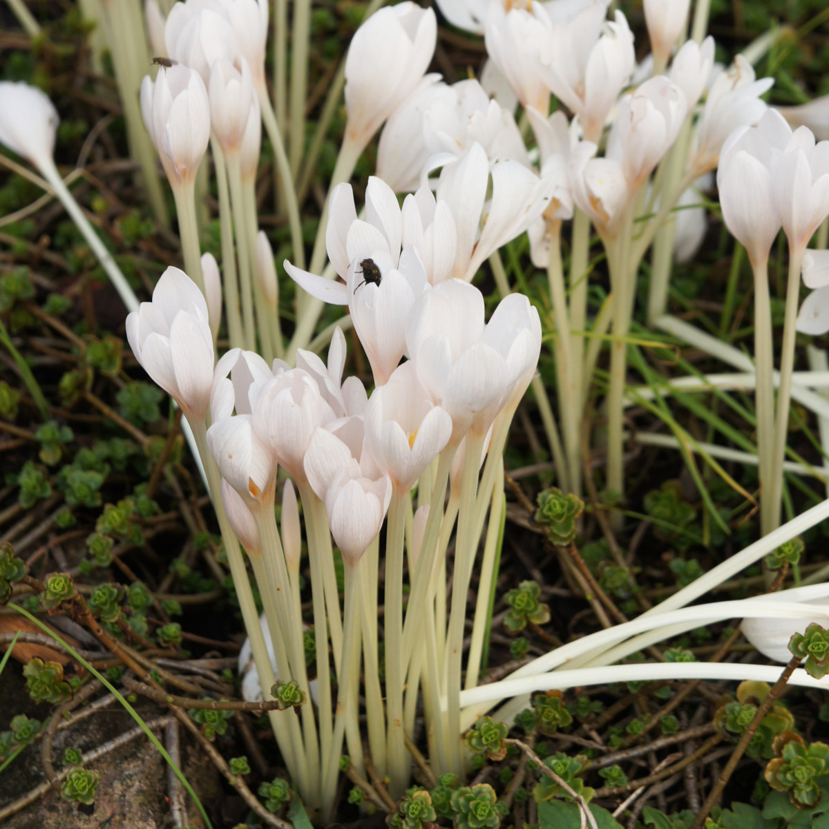 Ocún podzimní bílý - Colchicum autumnale album - cibuloviny - 1 ks