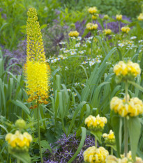 Liliochvostec úzkolistý Bungei - Eremurus bungei - cibuloviny - 1 ks