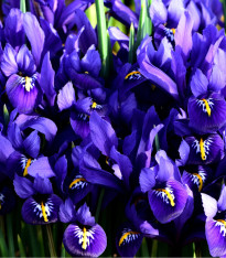 Kosatec síťkovaný George - Iris reticulata - cibuloviny - 3 ks