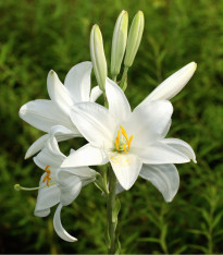 Lilie bělostná - Lilie kostelní - Lilium candidum - cibuloviny - 1 ks