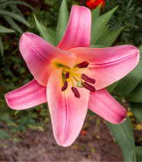 Lilie Little John - Lilium - cibuloviny - 1 ks