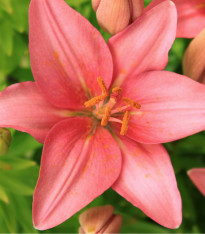 Lilie Foxtrot - Lilium - cibuloviny - 1 ks