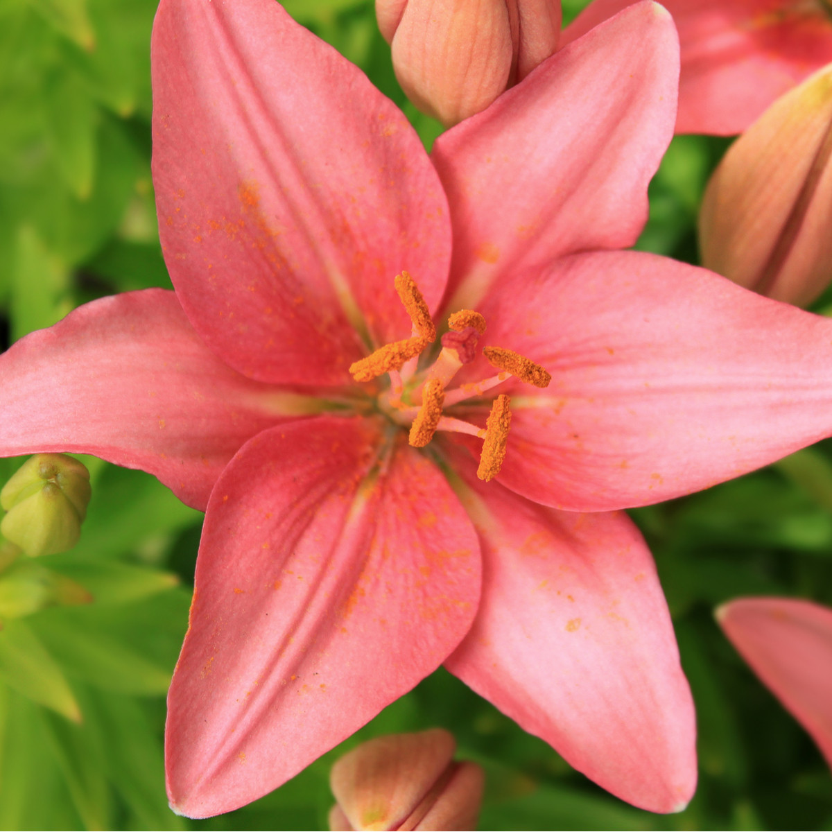 Lilie Foxtrot - Lilium - cibuloviny - 1 ks