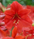 Hvězdník Red Lion - Hippeastrum - cibuloviny - 1 ks