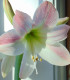 Hvězdník Apple Blossom - Hippeastrum - cibuloviny - 1 ks
