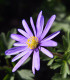 Sasanka Blue Shades - Anemone blanda - cibuloviny - 3 ks