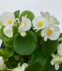 Begonie drobnokvětá bílá - Begonia multiflora maxima - cibuloviny - 2 ks