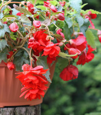 Begonie červená - Begonia pendula maxima - cibuloviny - 2 ks