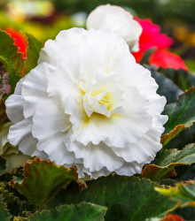 Begónie třepenitá bílá - Begonia fimbriata - cibuloviny - 2 ks
