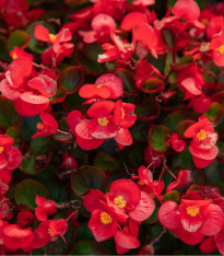 Begonie drobnokvětá červená - Begonia multiflora maxima - cibuloviny - 2 ks