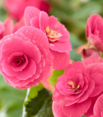 Begonie drobnokvětá růžová - Begonia multiflora maxima - cibuloviny - 2 ks