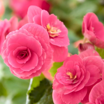 Begonie drobnokvětá růžová - Begonia multiflora maxima - cibuloviny - 2 ks