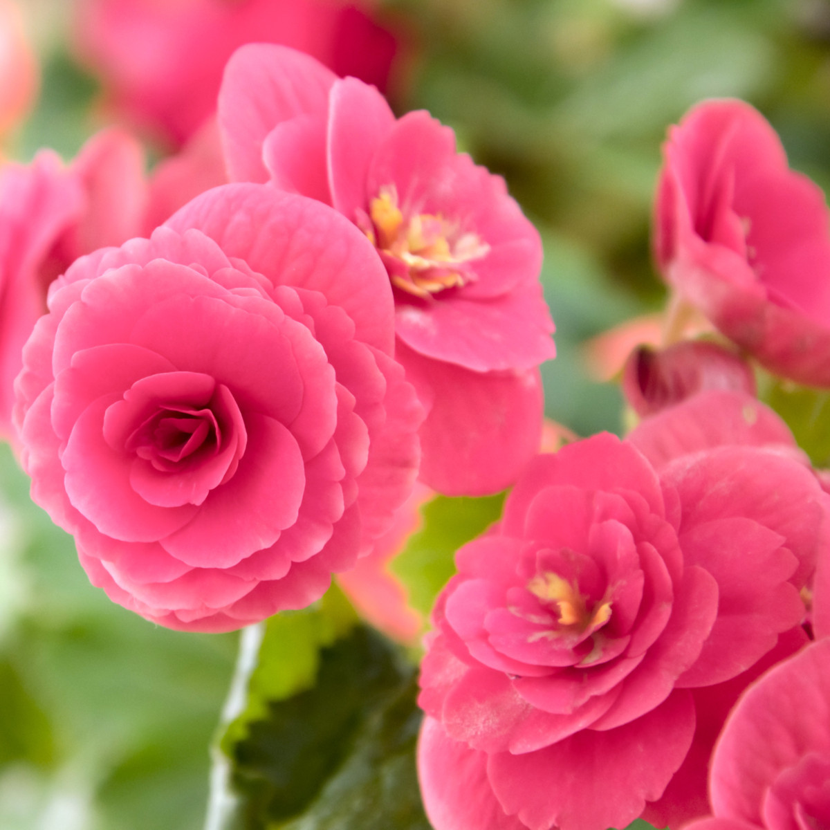 Begonie drobnokvětá růžová - Begonia multiflora maxima - cibuloviny - 2 ks