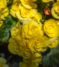Begonie drobnokvětá žlutá - Begonia multiflora maxima - cibuloviny - 2 ks
